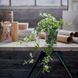 IKEA Кімнатна рослина, Плющ HEDERA HELIX, 668.040.47 66804047 фото 4