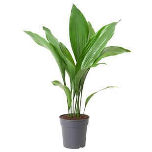 IKEA ASPIDISTRA ELATIOR (ІKEA ASPIDISTRA ELATIOR), Рослина в горщику, аспідістра, була 17 см., 805.158.11 80515811 фото