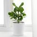 IKEA Горшечное растение, Розовая Клузия CLUSIA, 702.345.62 70234562 фото 3