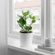 IKEA Горшечное растение, Розовая Клузия CLUSIA, 702.345.62 70234562 фото 4