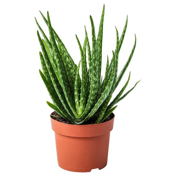 IKEA Живое растение ALOE VERA (ИКЕА АЛОЭ ВЕРА), Растение в горшке, Алоэ вера, 12 см, 702.766.51 70276651 фото