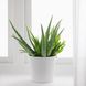 IKEA Живое растение ALOE VERA (ИКЕА АЛОЭ ВЕРА), Растение в горшке, Алоэ вера, 12 см, 702.766.51 70276651 фото 3