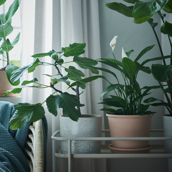 IKEA Квітковий горщик з підставкою, внутрішній/зовнішній, тик MUSKOTBLOMMA, 304.548.91 30454891 фото