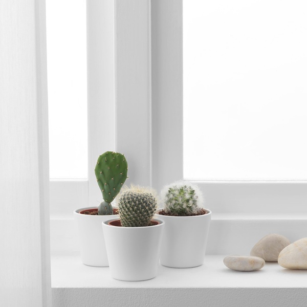 IKEA Живе рослина CACTACEAE (ІKEA CACTACEAE), Рослина квітковий горщик, Кактус, різні, 6 см, 3 шт., 704.020.32 70402032 фото