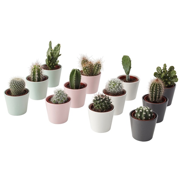 IKEA Живе рослина CACTACEAE (ІKEA CACTACEAE), Рослина квітковий горщик, Кактус, різні, 6 см, 3 шт., 704.020.32 70402032 фото