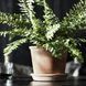 IKEA Квітковий горщик з підставкою, внутрішній/зовнішній, тик MUSKOTBLOMMA, 304.548.91 30454891 фото 2