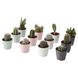 IKEA Живе рослина CACTACEAE (ІKEA CACTACEAE), Рослина квітковий горщик, Кактус, різні, 6 см, 3 шт., 704.020.32 70402032 фото 3