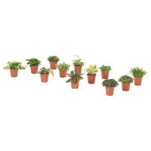 IKEA Горшечное растение, разное HIMALAYAMIX, 905.748.95 90574895 фото