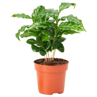 IKEA Горшечное растение, кофе COFFEA ARABICA, 605.834.34 60583434 фото