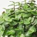 IKEA Горшечное растение, разное HIMALAYAMIX, 905.748.95 90574895 фото 3