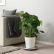 IKEA Горшечное растение, Пита Монстера MONSTERA, 303.494.90 30349490 фото 1