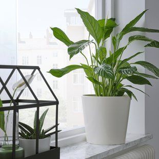 IKEA Кришка для вазона, біла SOJAB&Ouml;NA, 505.335.76 50533576 фото