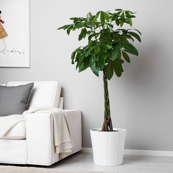 IKEA Горшечное растение Pachira Aquatica. PACHIRA AQUATICA, 001.185.23 00118523 фото