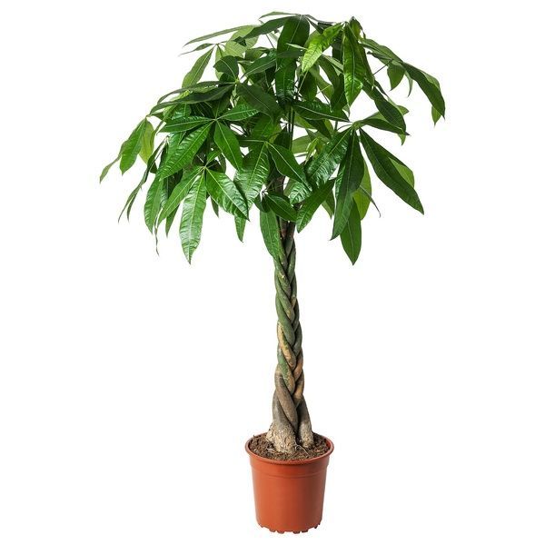 IKEA Горшечное растение Pachira Aquatica. PACHIRA AQUATICA, 001.185.23 00118523 фото