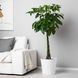 IKEA Горшечное растение Pachira Aquatica. PACHIRA AQUATICA, 001.185.23 00118523 фото 4