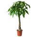 IKEA Горшечное растение Pachira Aquatica. PACHIRA AQUATICA, 001.185.23 00118523 фото 2