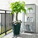 IKEA Горшечное растение Pachira Aquatica. PACHIRA AQUATICA, 001.185.23 00118523 фото 1