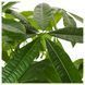 IKEA Горшечное растение Pachira Aquatica. PACHIRA AQUATICA, 001.185.23 00118523 фото 3