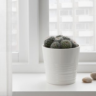 IKEA Живое растение CACTACEAE (ИКЕА CACTACEAE), Растение в горшке, различные, 12 см, 003.109.60 00310960 фото