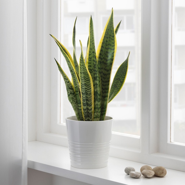 IKEA Живое растение SANSEVIERIA TRIFASCIATA (ИКЕА SANSEVIERIA TRIFASCIATA), Растение в горшке, SANSEVERIA, 14 см, 004.210.29 00421029 фото