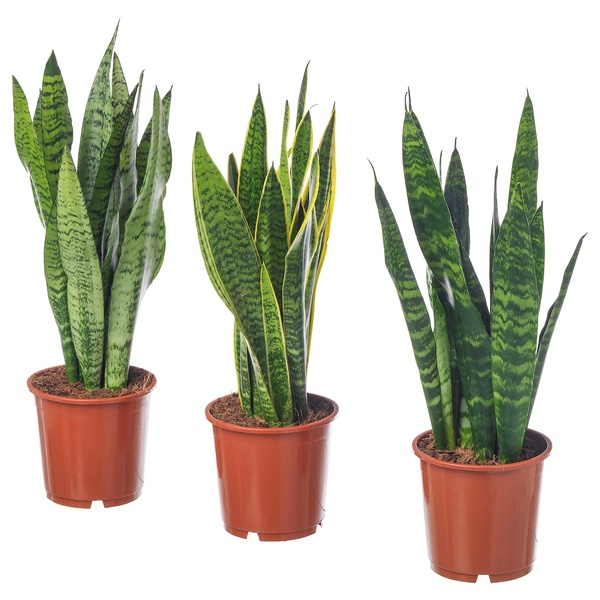 IKEA Живое растение SANSEVIERIA TRIFASCIATA (ИКЕА SANSEVIERIA TRIFASCIATA), Растение в горшке, SANSEVERIA, 14 см, 004.210.29 00421029 фото