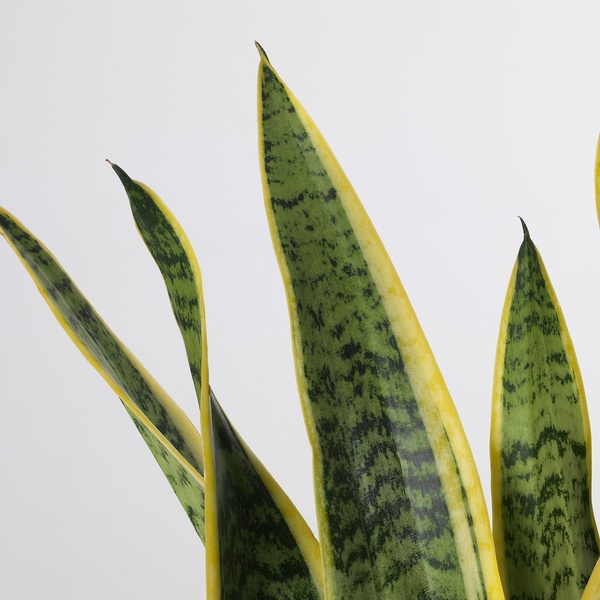 IKEA Живое растение SANSEVIERIA TRIFASCIATA (ИКЕА SANSEVIERIA TRIFASCIATA), Растение в горшке, SANSEVERIA, 14 см, 004.210.29 00421029 фото