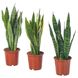 IKEA Живое растение SANSEVIERIA TRIFASCIATA (ИКЕА SANSEVIERIA TRIFASCIATA), Растение в горшке, SANSEVERIA, 14 см, 004.210.29 00421029 фото 1