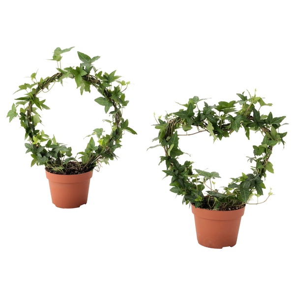 IKEA HEDERA HELIX (ИКЕА ХЕДЕРА ХЕЛИКС), Растение в горшке, Разный плющ, 12 см, 805.350.17 80535017 фото