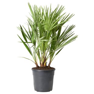 IKEA Кімнатна рослина, карликова рослина CHAMAEROPS HUMILIS, 605.746.27 60574627 фото