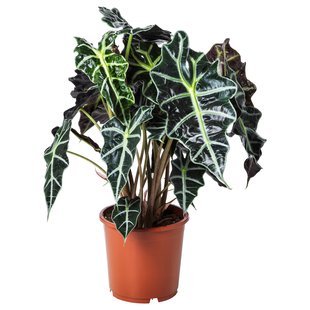 IKEA Горшечное растение, слоновье ухо ALOCASIA AMAZONICA, 903.494.87 90349487 фото