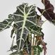 IKEA Кімнатна рослина, слоняче вухо ALOCASIA AMAZONICA, 903.494.87 90349487 фото 2