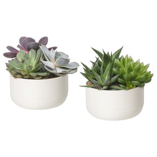 IKEA SUCCULENT (ІKEA СОЧНЫЙ), Рослина в горщику, біла, 14 см, 305.463.77 30546377 фото