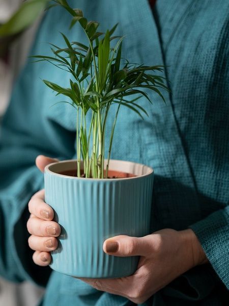 IKEA Горшечное растение, комнатная пальма CHAMAEDOREA ELEGANS, 903.927.63 90392763 фото