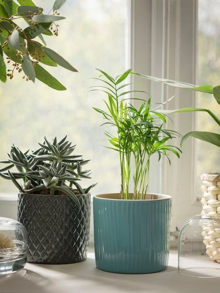 IKEA Горшечное растение, комнатная пальма CHAMAEDOREA ELEGANS, 903.927.63 90392763 фото