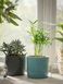 IKEA Горшечное растение, комнатная пальма CHAMAEDOREA ELEGANS, 903.927.63 90392763 фото 4