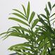 IKEA Горшечное растение, комнатная пальма CHAMAEDOREA ELEGANS, 903.927.63 90392763 фото 3