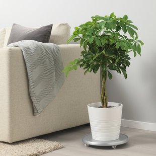 IKEA Живе рослина SCHEFFLERA ARBORICOLA (ІKEA SCHEFFLERA ARBORICOLA), Рослина в горщику, Магнолія північноамериканська, стрижень скручений, 19 см, 904.085.42 90408542 фото