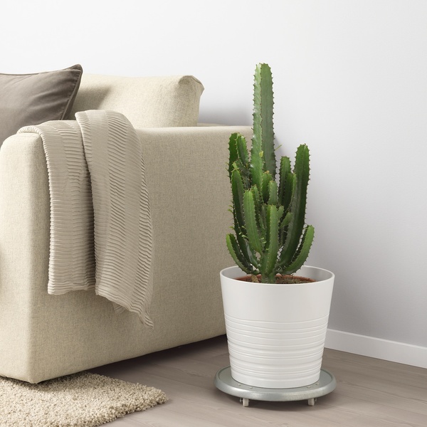 IKEA Живое растение CACTACEAE (ИКЕА CACTACEAE), Растение цветочный горшок, Кактус, различные, 6 см, 3 шт., 704.020.32 40144884 фото