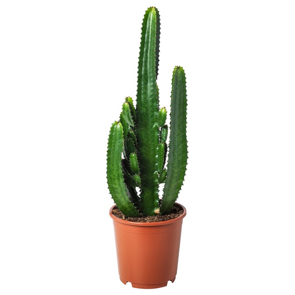 IKEA Живе рослина CACTACEAE (ІKEA CACTACEAE), Рослина квітковий горщик, Кактус, різні, 6 см, 3 шт., 704.020.32 40144884 фото