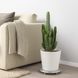 IKEA Живе рослина CACTACEAE (ІKEA CACTACEAE), Рослина квітковий горщик, Кактус, різні, 6 см, 3 шт., 704.020.32 40144884 фото 1