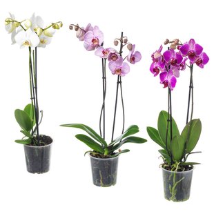 IKEA Живое растение PHALAENOPSIS (ИКЕА ФАЛЕНОПСИС), Растение в горшке, Орхидея, 2 стебля, 12 см, 103.033.65 10303365 фото