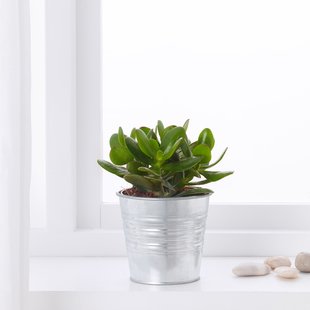 IKEA Живе рослина SUCCULENT (ІKEA СОЧНЫЕ), Рослина в горщику, різні, 15 см, 503.646.58 50364658 фото