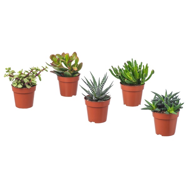 IKEA Живе рослина SUCCULENT (ІKEA СОЧНЫЕ), Рослина в горщику, різні, 9 см, 103.110.06 10311006 фото