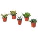 IKEA Живе рослина SUCCULENT (ІKEA СОЧНЫЕ), Рослина в горщику, різні, 9 см, 103.110.06 10311006 фото 1