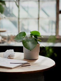 IKEA Живе рослина PEPEROMIA POLYBOTRYA (ІKEA PEPEROMIA POLYBOTRYA), Рослина в горщику, 12 см, 504.085.44 50408544 фото