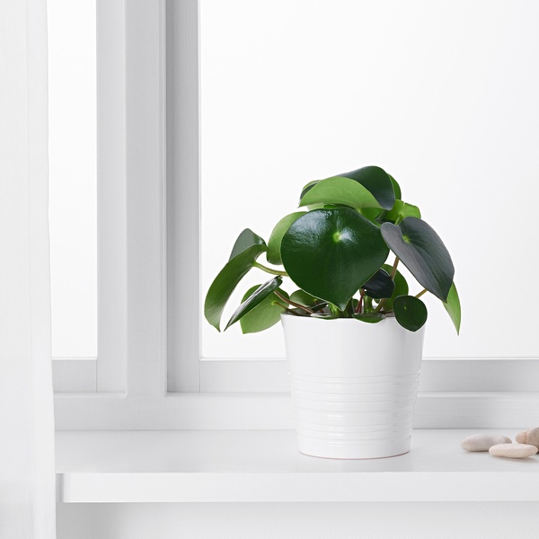 IKEA Живе рослина PEPEROMIA POLYBOTRYA (ІKEA PEPEROMIA POLYBOTRYA), Рослина в горщику, 12 см, 504.085.44 50408544 фото