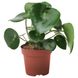 IKEA Живое растение PEPEROMIA POLYBOTRYA (ИКЕА PEPEROMIA POLYBOTRYA), Растение в горшке, 12 см, 504.085.44 50408544 фото 2