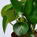 IKEA Живое растение PEPEROMIA POLYBOTRYA (ИКЕА PEPEROMIA POLYBOTRYA), Растение в горшке, 12 см, 504.085.44 50408544 фото 3