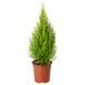 IKEA Кімнатна рослина, кипарис CUPRESSUS MACROCARPA, 905.930.83 90593083 фото 1