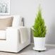 IKEA Кімнатна рослина, кипарис CUPRESSUS MACROCARPA, 905.930.83 90593083 фото 3